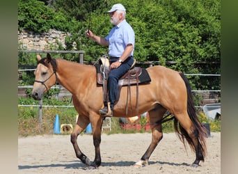 American Quarter Horse, Gelding, 3 years, 15.1 hh, Buckskin