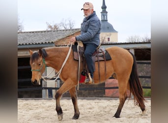 American Quarter Horse, Gelding, 3 years, 15.1 hh, Buckskin