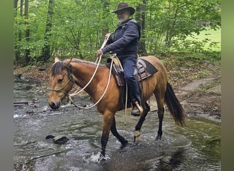 American Quarter Horse, Gelding, 3 years, 15.1 hh, Buckskin