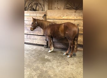 American Quarter Horse, Gelding, 3 years, 15.1 hh, Chestnut-Red