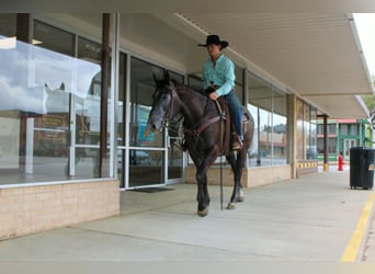 American Quarter Horse, Gelding, 3 years, 15.1 hh, Grey