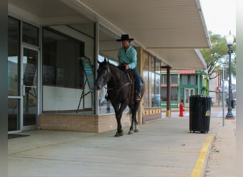 American Quarter Horse, Gelding, 3 years, 15.1 hh, Grey