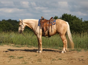 American Quarter Horse, Wallach, 3 Jahre, 15,1 hh, Palomino