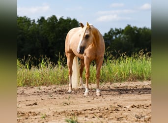 American Quarter Horse, Wallach, 3 Jahre, 15,1 hh, Palomino