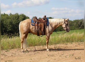 American Quarter Horse, Wallach, 3 Jahre, 15,1 hh, Palomino