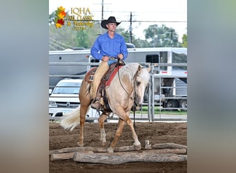 American Quarter Horse, Wallach, 3 Jahre, 15,1 hh, Palomino