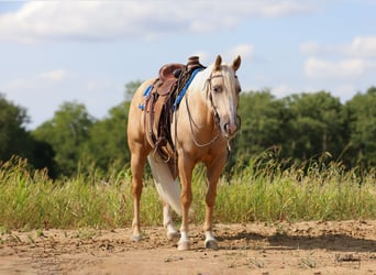 American Quarter Horse, Wallach, 3 Jahre, 15,1 hh, Palomino