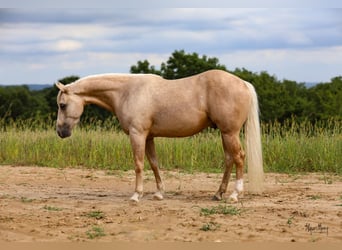 American Quarter Horse, Wallach, 3 Jahre, 15,1 hh, Palomino