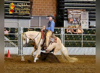 American Quarter Horse, Wallach, 3 Jahre, 15,1 hh, Palomino