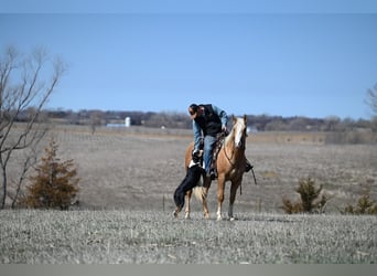 American Quarter Horse, Gelding, 3 years, 15.1 hh, Palomino