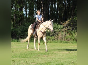American Quarter Horse, Gelding, 3 years, 15.1 hh, Palomino