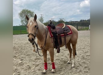 American Quarter Horse, Gelding, 3 years, 15.1 hh, Palomino