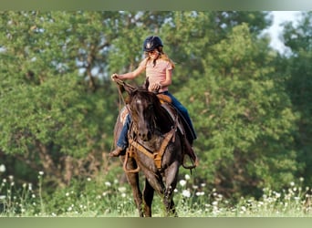 American Quarter Horse, Wallach, 3 Jahre, 15,1 hh, Roan-Blue