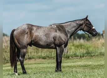 American Quarter Horse, Wallach, 3 Jahre, 15,1 hh, Roan-Blue