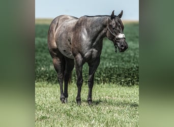 American Quarter Horse, Wallach, 3 Jahre, 15,1 hh, Roan-Blue