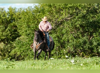 American Quarter Horse, Wallach, 3 Jahre, 15,1 hh, Roan-Blue