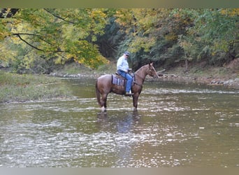 American Quarter Horse, Gelding, 3 years, 15.1 hh, Roan-Red