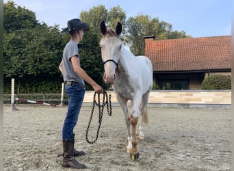 American Quarter Horse, Gelding, 3 years, 15.1 hh, Tovero-all-colors