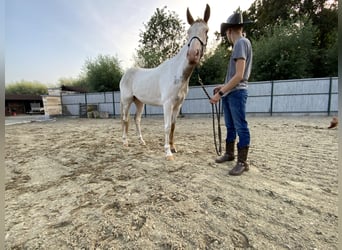 American Quarter Horse, Gelding, 3 years, 15.1 hh, Tovero-all-colors