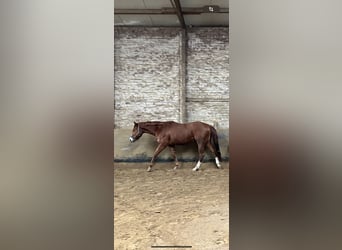 American Quarter Horse, Gelding, 3 years, 15.2 hh, Chestnut-Red