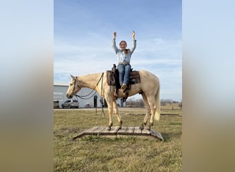 American Quarter Horse, Gelding, 3 years, 15,2 hh, Palomino