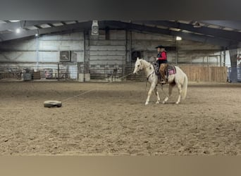 American Quarter Horse, Gelding, 3 years, 15,2 hh, Palomino