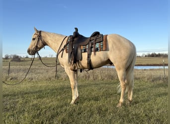 American Quarter Horse, Gelding, 3 years, 15,2 hh, Palomino