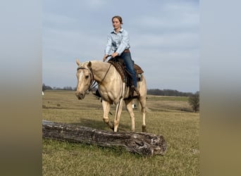 American Quarter Horse, Gelding, 3 years, 15,2 hh, Palomino