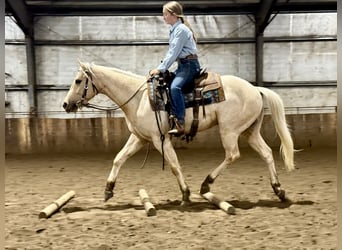 American Quarter Horse, Gelding, 3 years, 15,2 hh, Palomino