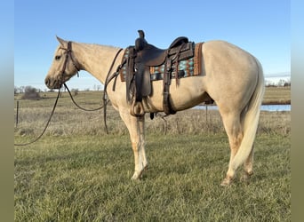 American Quarter Horse, Gelding, 3 years, 15,2 hh, Palomino