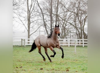 American Quarter Horse, Gelding, 3 years, 15.2 hh, Roan-Bay