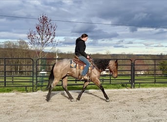 American Quarter Horse, Gelding, 3 years, 15.2 hh, Roan-Bay