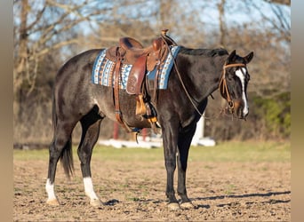 American Quarter Horse, Gelding, 3 years, 15,2 hh, Roan-Bay