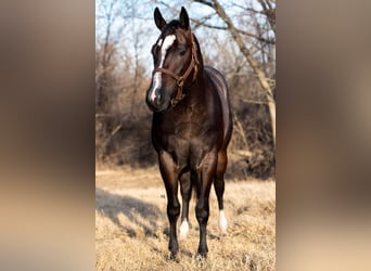 American Quarter Horse, Gelding, 3 years, 15,2 hh, Roan-Bay