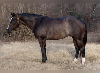 American Quarter Horse, Gelding, 3 years, 15,2 hh, Roan-Bay