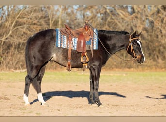 American Quarter Horse, Gelding, 3 years, 15,2 hh, Roan-Bay