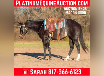 American Quarter Horse, Gelding, 3 years, 15,2 hh, Roan-Bay