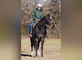 American Quarter Horse, Gelding, 3 years, 15,2 hh, Roan-Bay