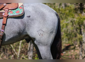 American Quarter Horse, Gelding, 3 years, 15.2 hh, Roan-Blue
