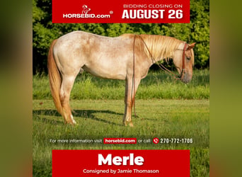 American Quarter Horse Mix, Gelding, 3 years, 15,2 hh, Roan-Red