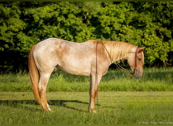 American Quarter Horse Mix, Gelding, 3 years, 15,2 hh, Roan-Red