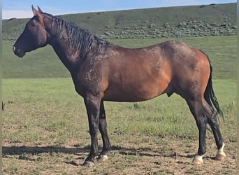 American Quarter Horse, Gelding, 3 years, 15 hh, Bay