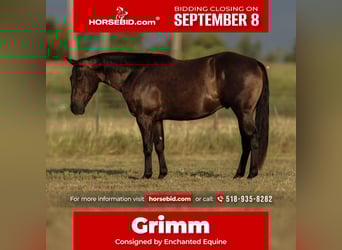 American Quarter Horse, Gelding, 3 years, 15 hh, Black