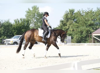 American Quarter Horse, Wallach, 3 Jahre, 15 hh, Brauner