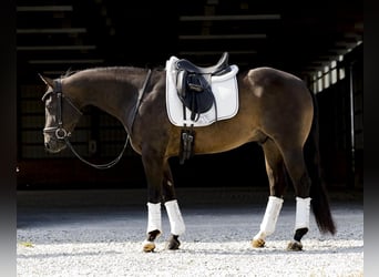 American Quarter Horse, Gelding, 3 years, 15 hh, Brown