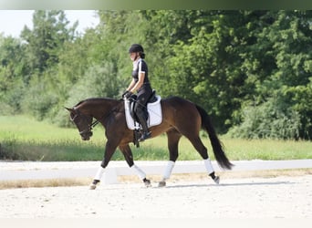 American Quarter Horse, Wallach, 3 Jahre, 15 hh, Brauner