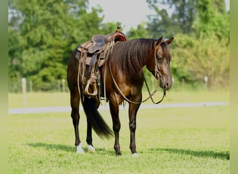 American Quarter Horse, Gelding, 3 years, 15 hh, Brown