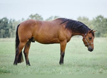 American Quarter Horse, Gelding, 3 years, 15 hh, Brown