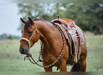 American Quarter Horse, Gelding, 3 years, 15 hh, Brown