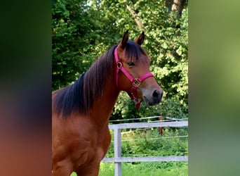 American Quarter Horse, Gelding, 3 years, 15 hh, Brown